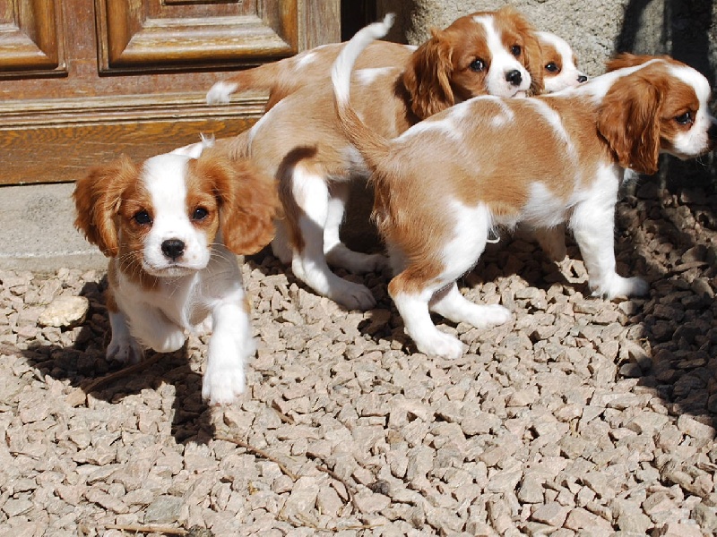 des p'tits filous du roy - Cavalier King Charles Spaniel - Portée née le 08/01/2011