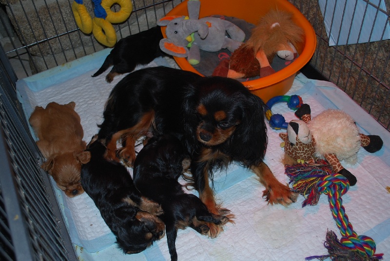 des p'tits filous du roy - Cavalier King Charles Spaniel - Portée née le 10/09/2009