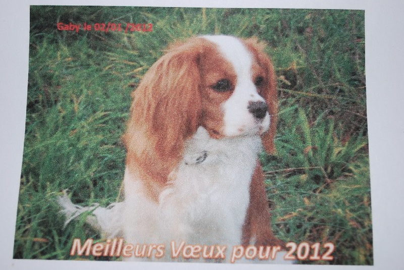 NOS CHIOTS