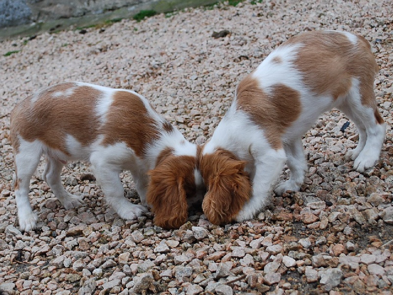 BEBES DE " DIVINE-CHANCE" ET "ERCULE"