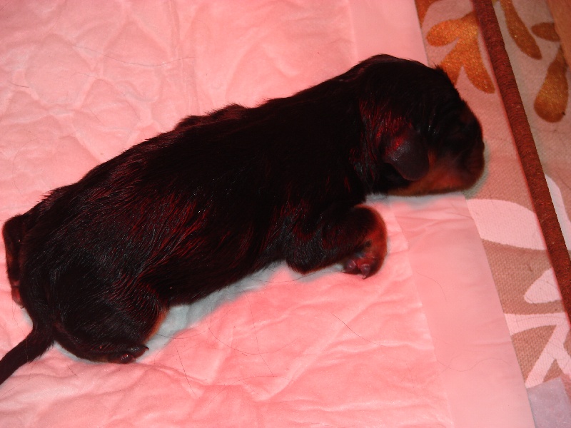 MATERNITE DE CORDELIA ( FEVRIER 2009)